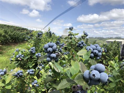 Blueberry fields - Waldoboro is considering whether to stop leasing its blueberry fields at Quarry Hill Farm to commercial harvesters and instead make the fields available to residents for blueberry picking. “I think it is a really nice thing to do for our public and I think this is something they will really enjoy,” Town Manager Julie Keizer told the board ...